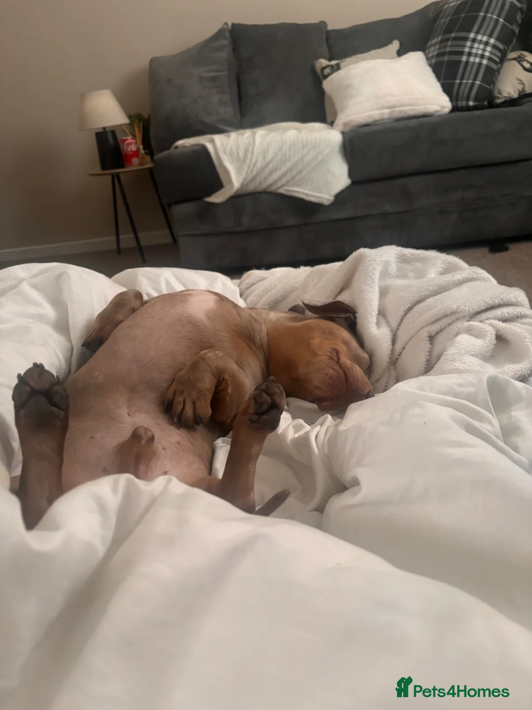 Dachshund dogs for sale: dachshund 1 year old in Gateshead - Advert 2