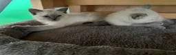 Mixed Breed cats for sale: Female Ragdoll kitten  - Advert 4