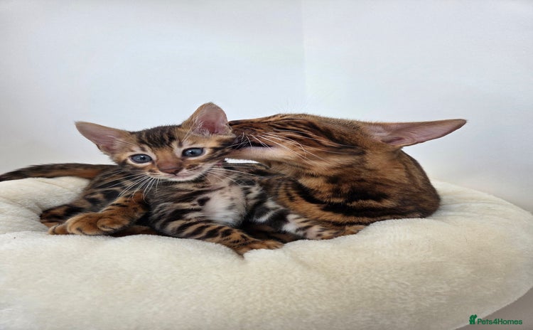 Bengal cats - Advert 3
