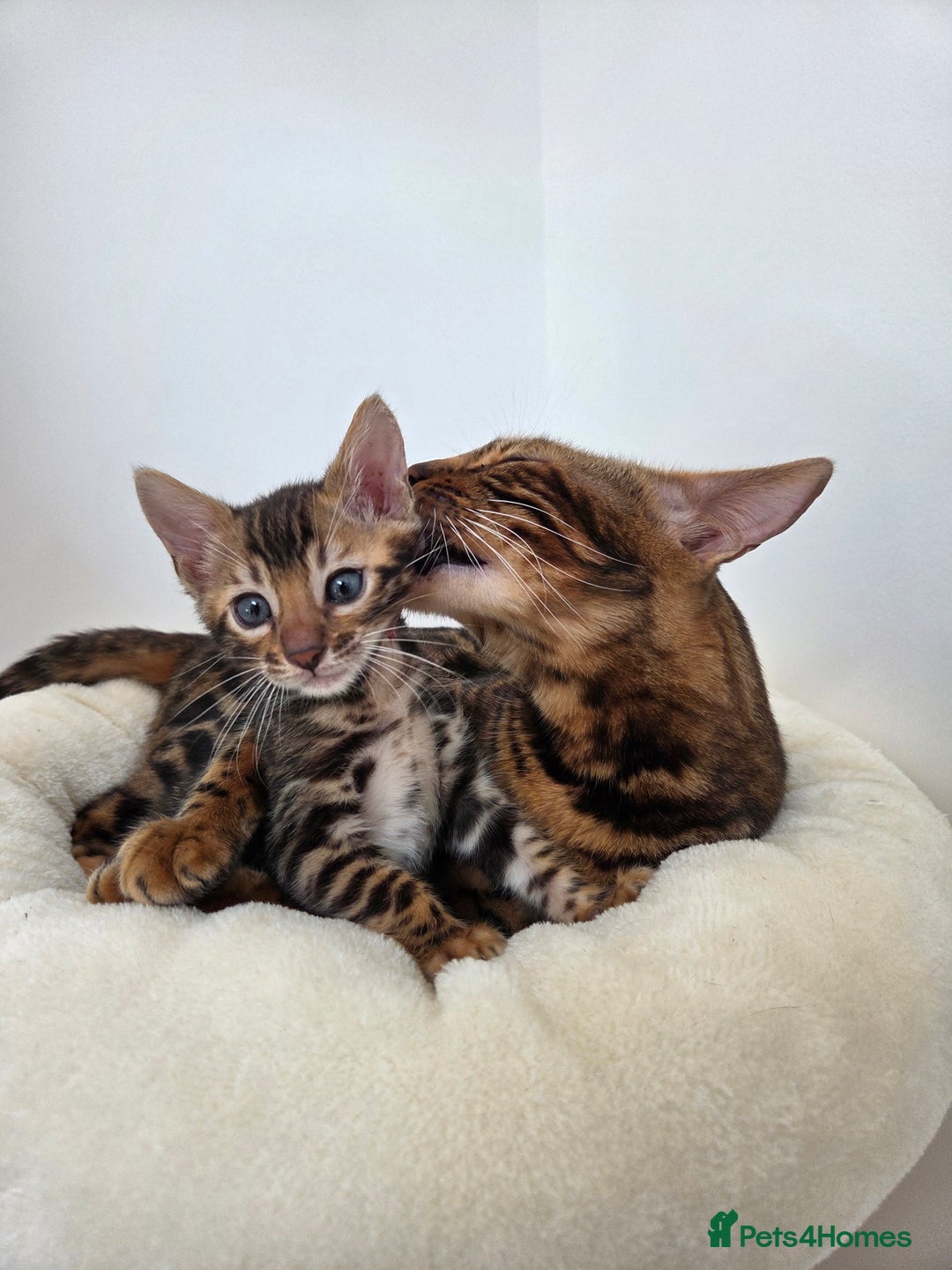 Bengal cats for sale: 🐾Gorgeous Female Bengal Kitten Available! - Image 1