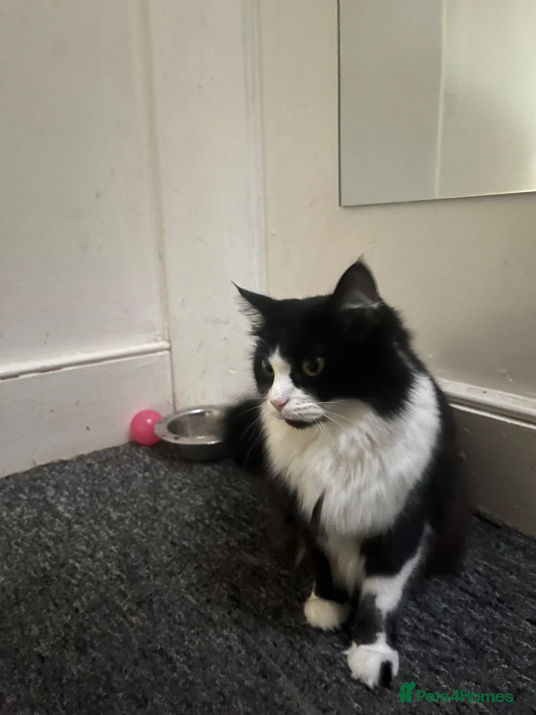 Mixed Breed cats for sale: Sylvie in Littlehampton - Advert 2