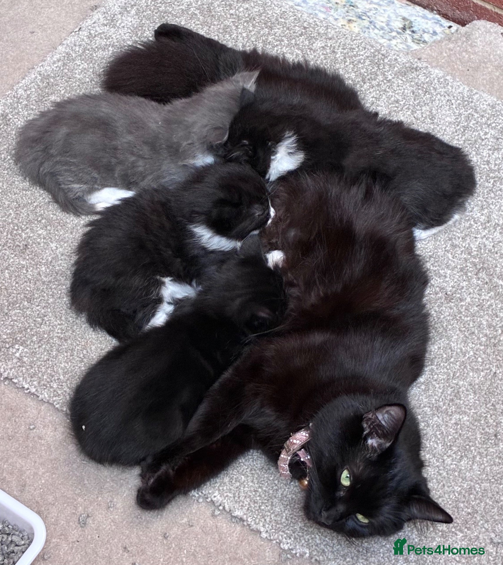 Mixed Breed cats Kittens - Advert 1