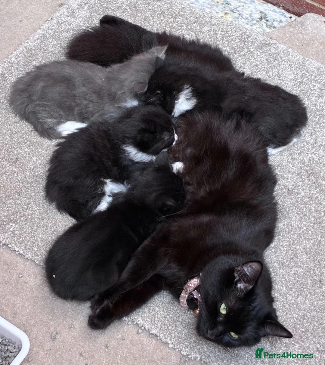 Mixed Breed cats for sale: Kittens in Honiton - Advert 1