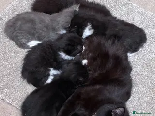 Mixed Breed cats Kittens - Advert 1