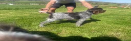 German Wirehaired Pointer dogs for sale: GWP STUNNING MALE PUPPY - Advert 9