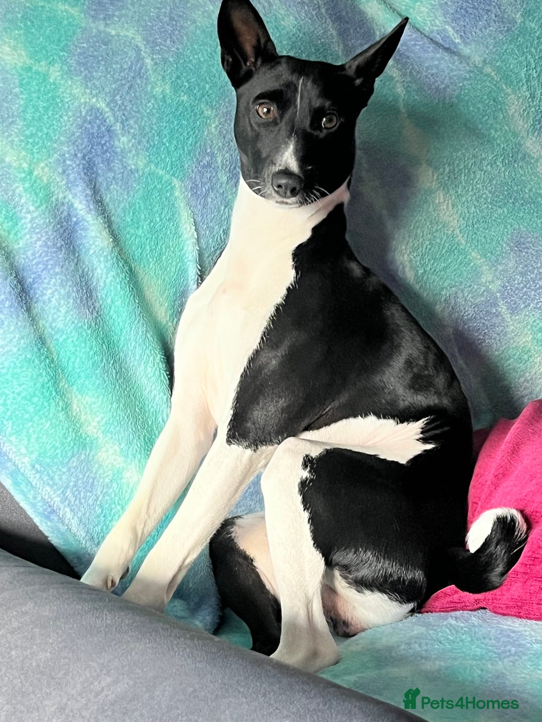 Basenji dogs for stud: 🌟 SEEKING A FEMALE BASENJI FOR A PLANNED MATCH!🌟 - Advert 4