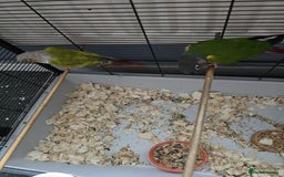 Conures birds for sale: Conures - Image 4