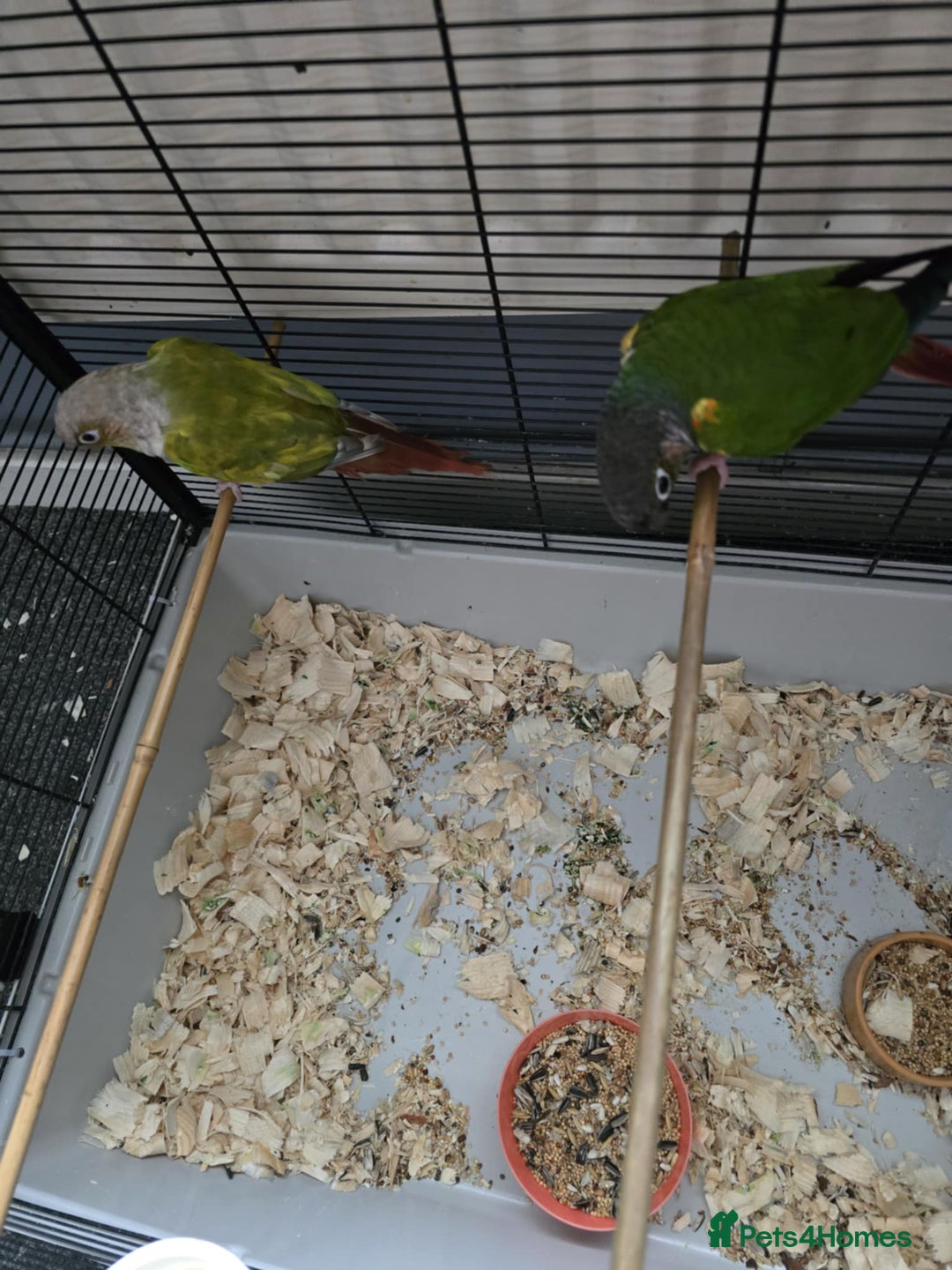 Conures birds for sale: Conures - Image 4