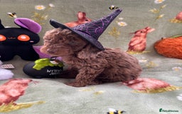 Cockapoo dogs for sale: PRA clear F1b Cockapoo puppies  - Image 3