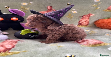 Cockapoo dogs - Advert 5