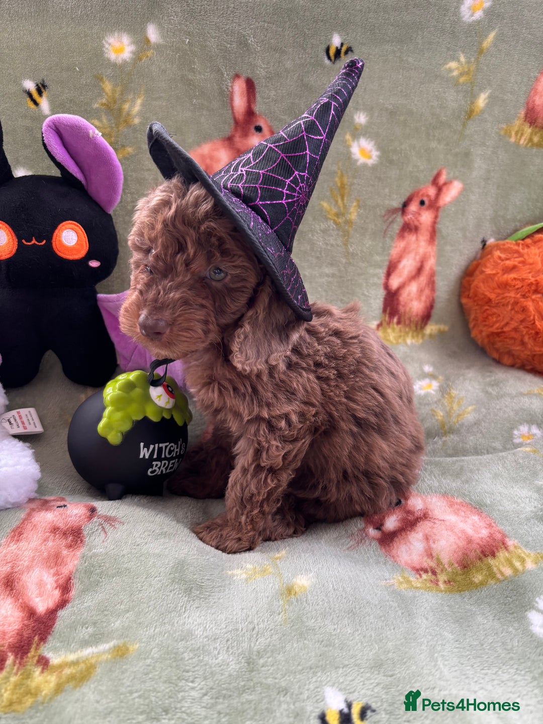 Cockapoo dogs for sale: PRA clear F1b Cockapoo puppies  - Image 3