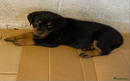 Rottweiler dogs for sale: Champion Bloodline Rottweilers - Image 32