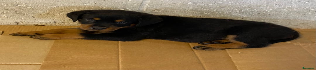 Rottweiler Puppy 9 Male “Crown Guard”