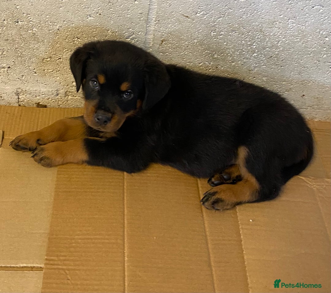 Rottweiler dogs for sale: Champion Bloodline Rottweilers - Image 32