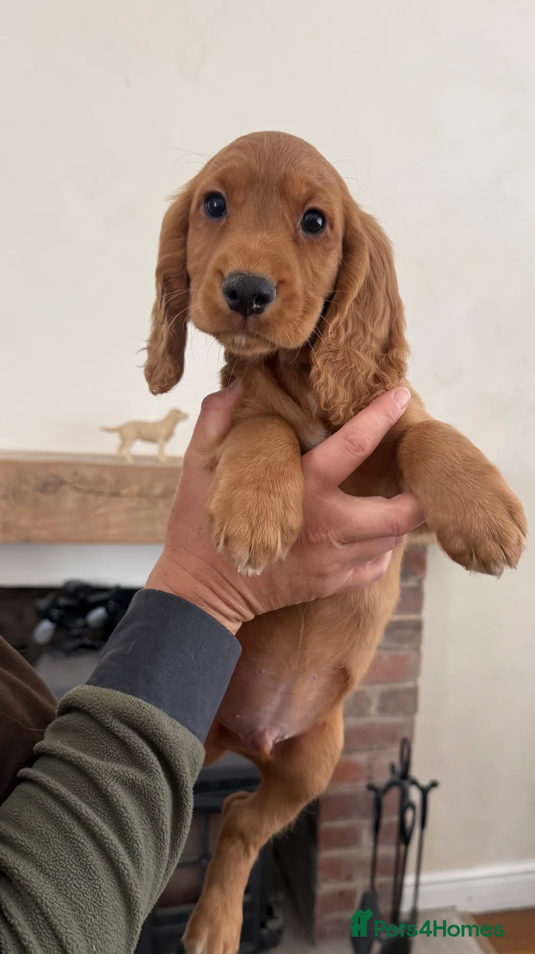 Cocker Spaniel dogs for sale: Kc Health Tested Working Cocker Pups - Advert 2