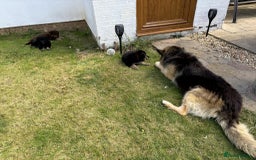 German Shepherd dogs for sale: German Shepherd Puppies – Ready Soon! 🐾 - Image 7