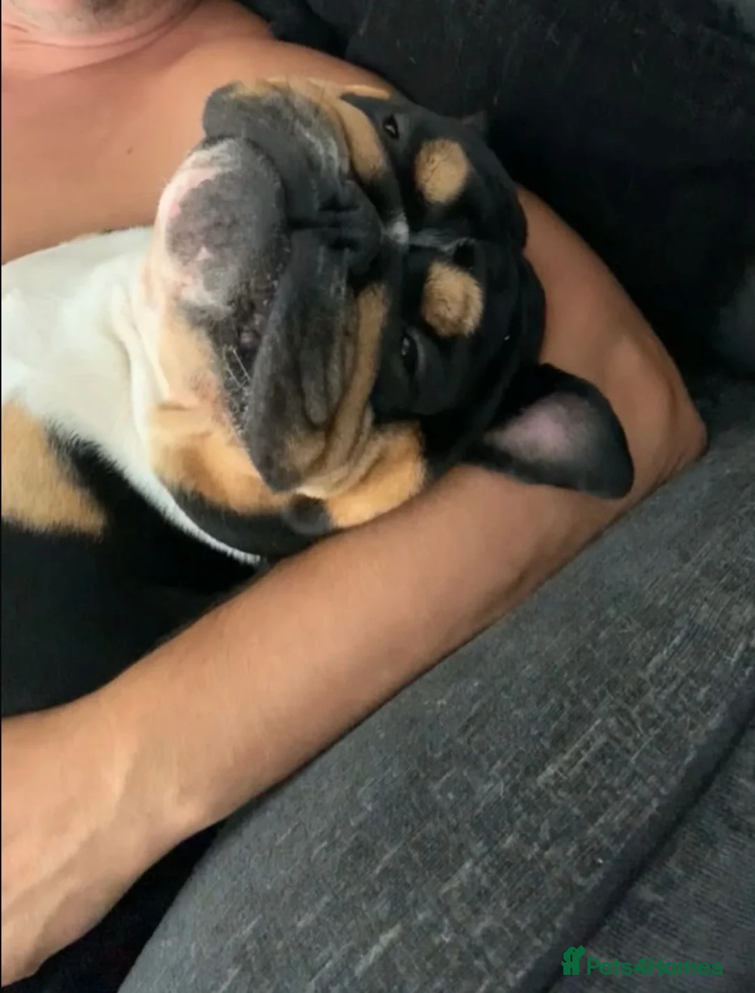 English Bulldog dogs for stud: Lord Leonardo (Archie) Stud - Advert 5