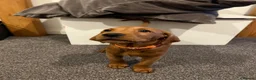 Labrador Retriever dogs for sale: Fox Red Lab For Sale in Middlewich - Advert 3