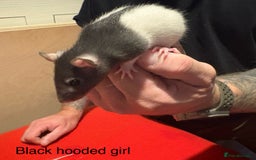 Rat rodents for sale: Baby hooded/variegated/dumbo fancy rats 🩶 - Image 7