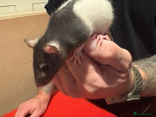 Rat rodents - Advert 8