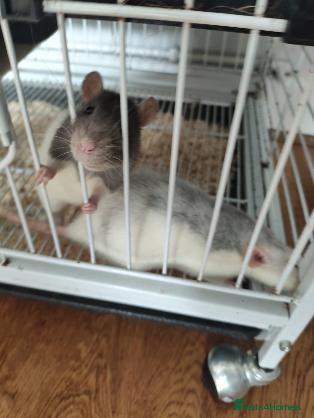 Rat rodents for sale: 2x female Dumbo rats, cage and accessories  - Image 2