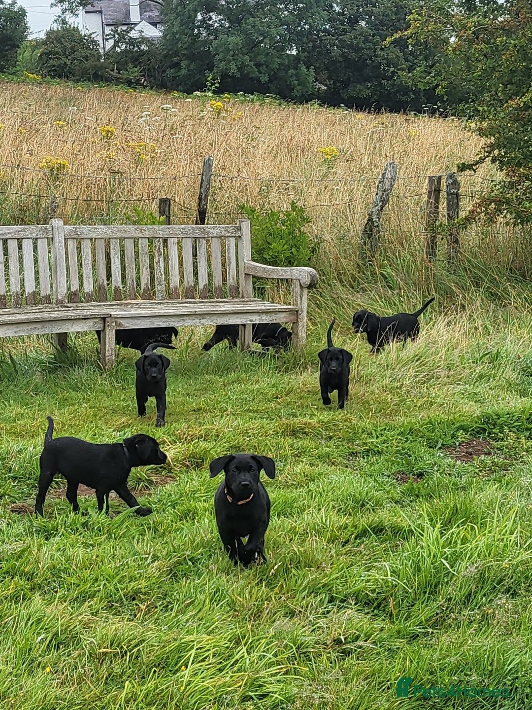 Labrador Retriever dogs for sale: Calm & gentle black 10wk old boy & girl - working - Image 10