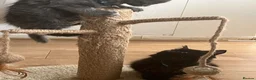 Mixed Breed cats for sale: Two fluffy boys - Advert 14