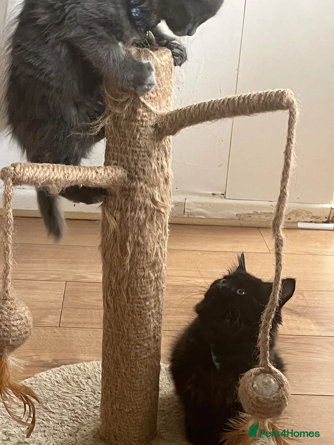 Mixed Breed cats for sale: Two fluffy boys - Advert 14