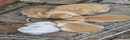 Mini Lop rabbits for sale: Mini lop babies  - Advert 2