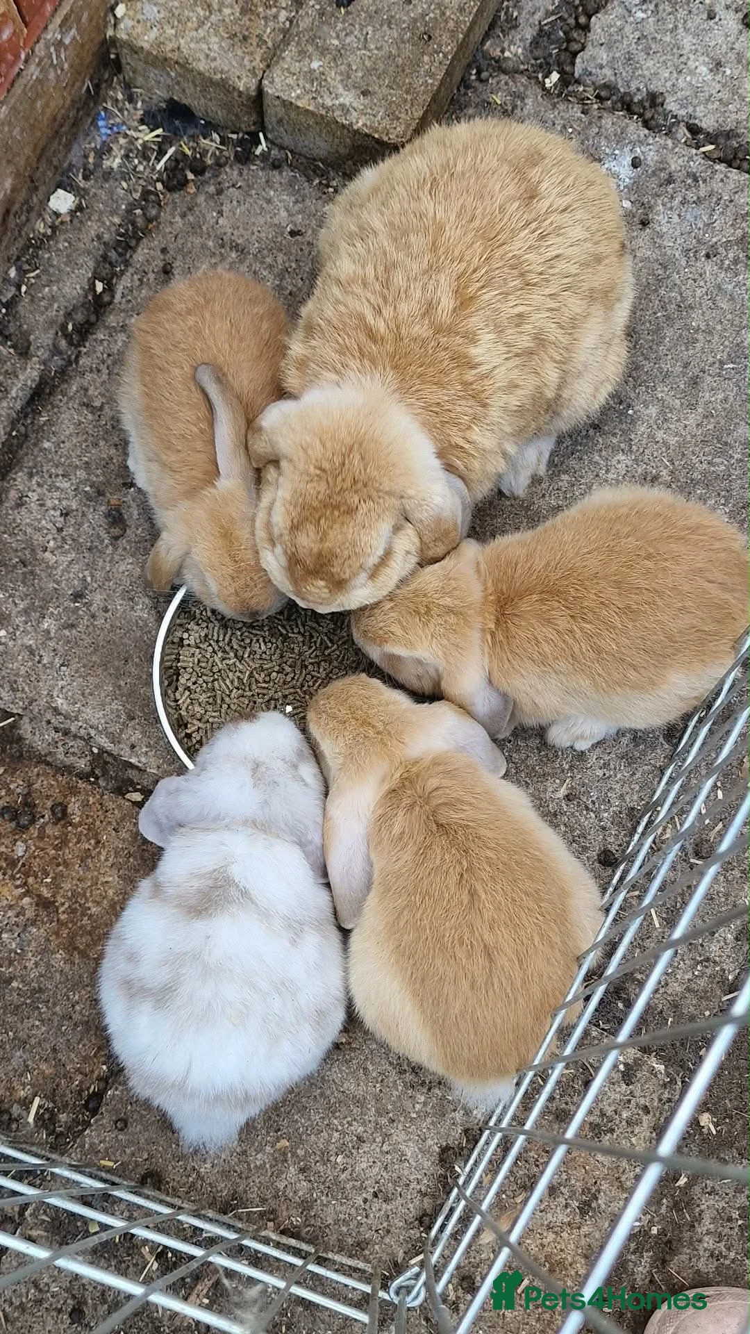 Mini Lop rabbits for sale: Mini lop babies  - Advert 2