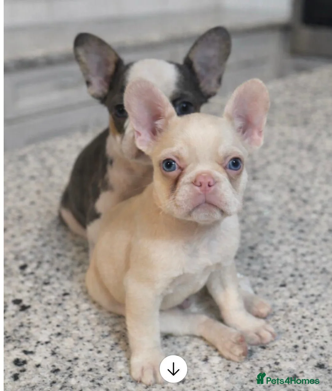 French Bulldog dogs for sale: THIS BEAUTY NEEDS A NEW HOME  - Advert 3