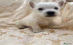 West Highland Terrier dogs for sale: West highland terriers - Image 9