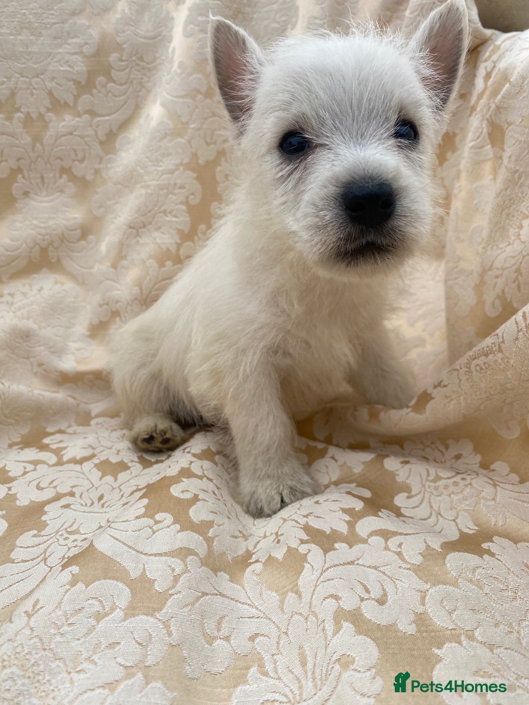 West Highland Terrier dogs for sale: West highland terriers - Image 9