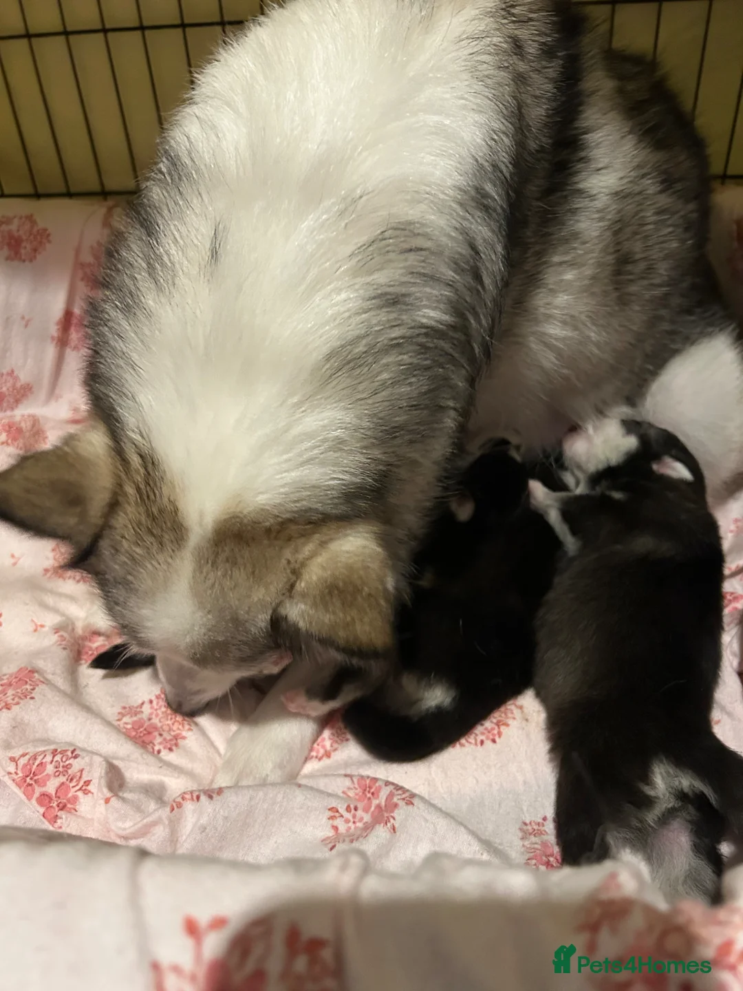 Pomsky dogs for sale: Pomsky Puppy F4 - Advert 21