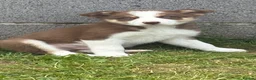 Border Collie dogs for sale: Stunning Border collie puppies ISDS reg - Advert 7