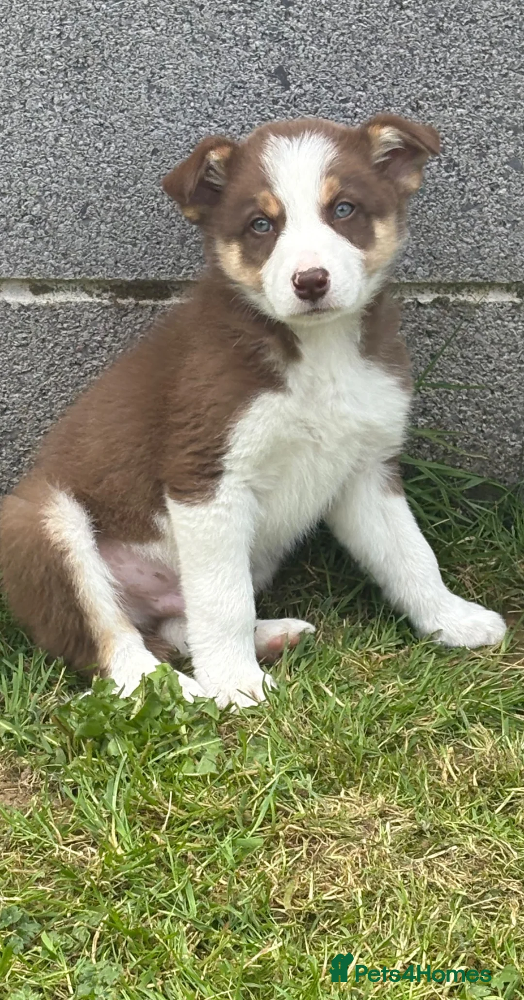 Border Collie dogs for sale: Stunning Border collie puppies ISDS reg - Advert 7