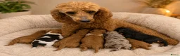 Cavapoo dogs for sale: F1 cavapoo puppies fully dna tested in Battle - Advert 1