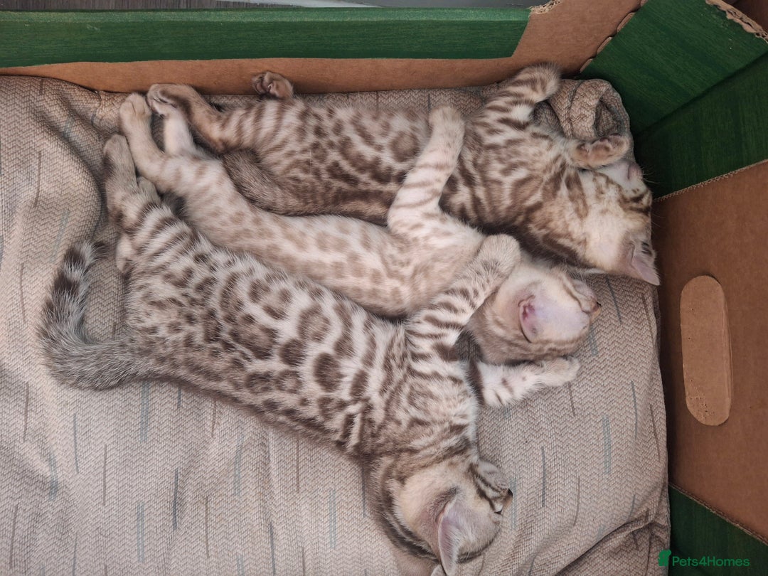 Bengal cats for sale: Beautiful bengal kittens  - Image 17