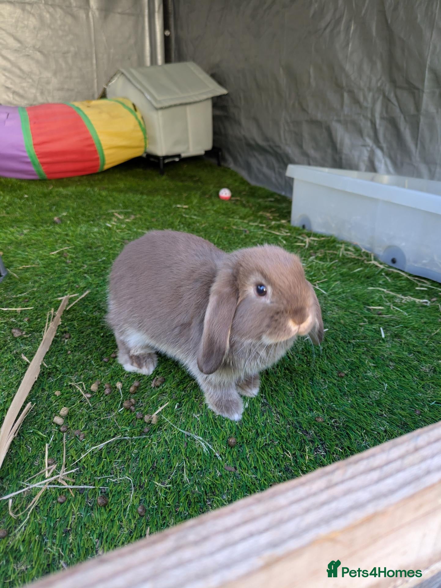 Mini Lop rabbits Beautifully slate grey otter lops - Advert 15