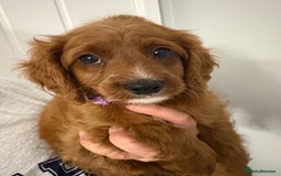 Cavapoo dogs for sale: Last pup left! F1 Cavapoo boy - Image 18