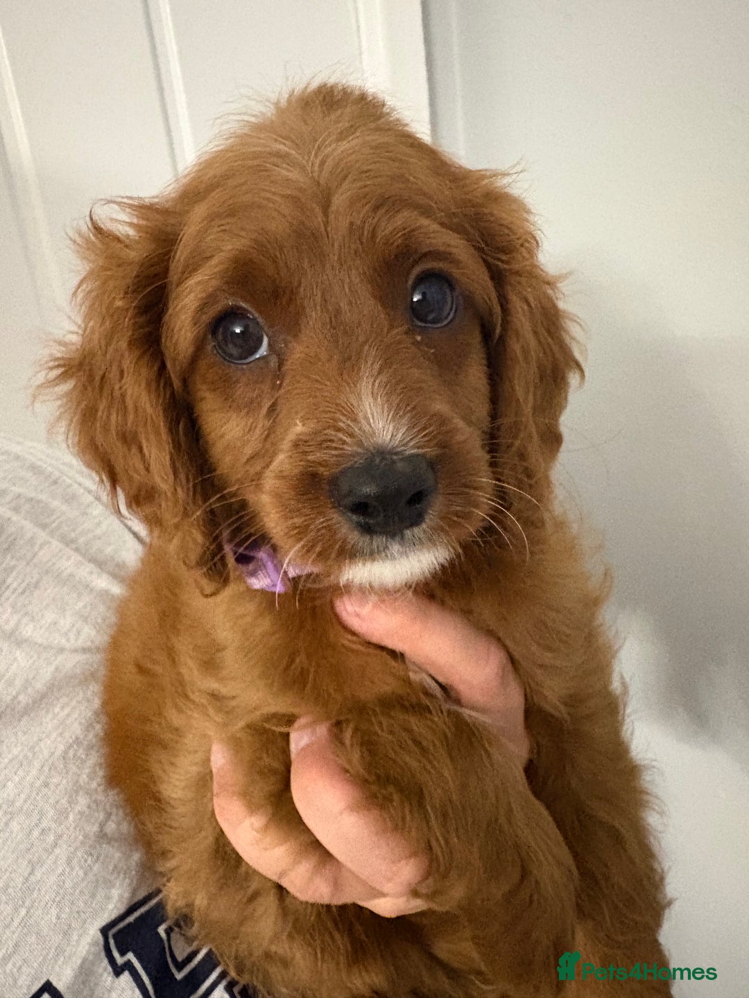 Cavapoo dogs for sale: Last pup left! F1 Cavapoo boy - Image 18