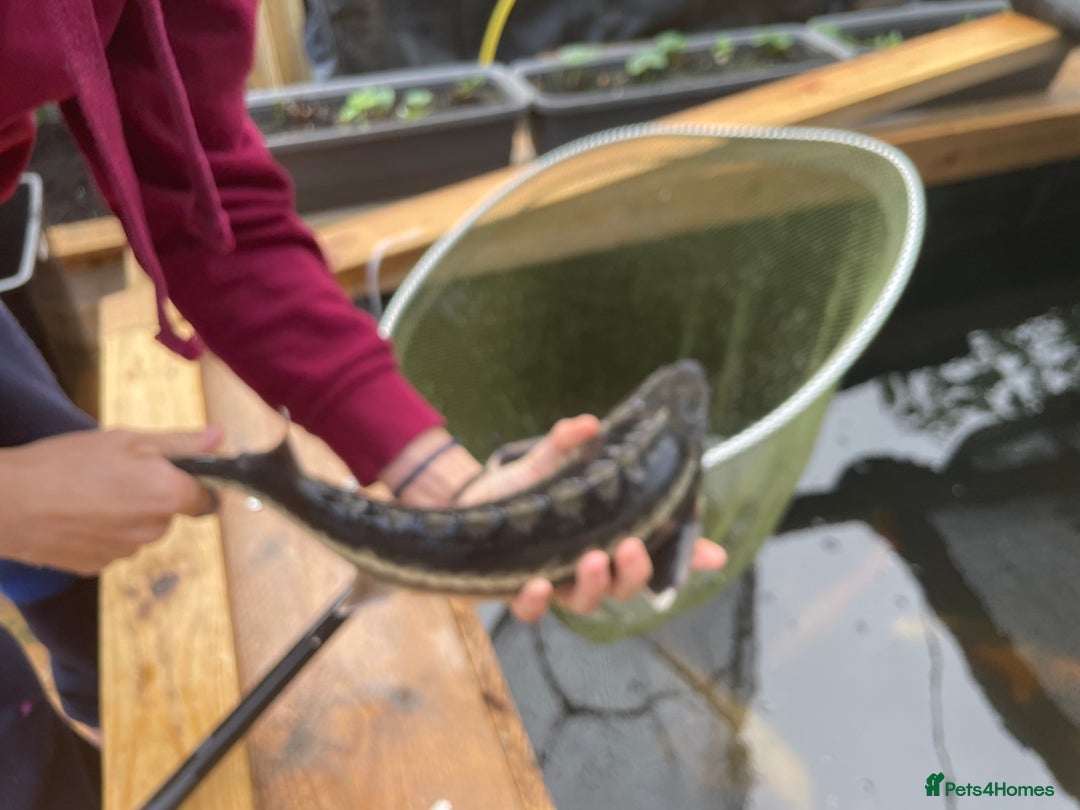 Koi Carp fish for sale: pond clearence koi sturgeon carp - Advert 11