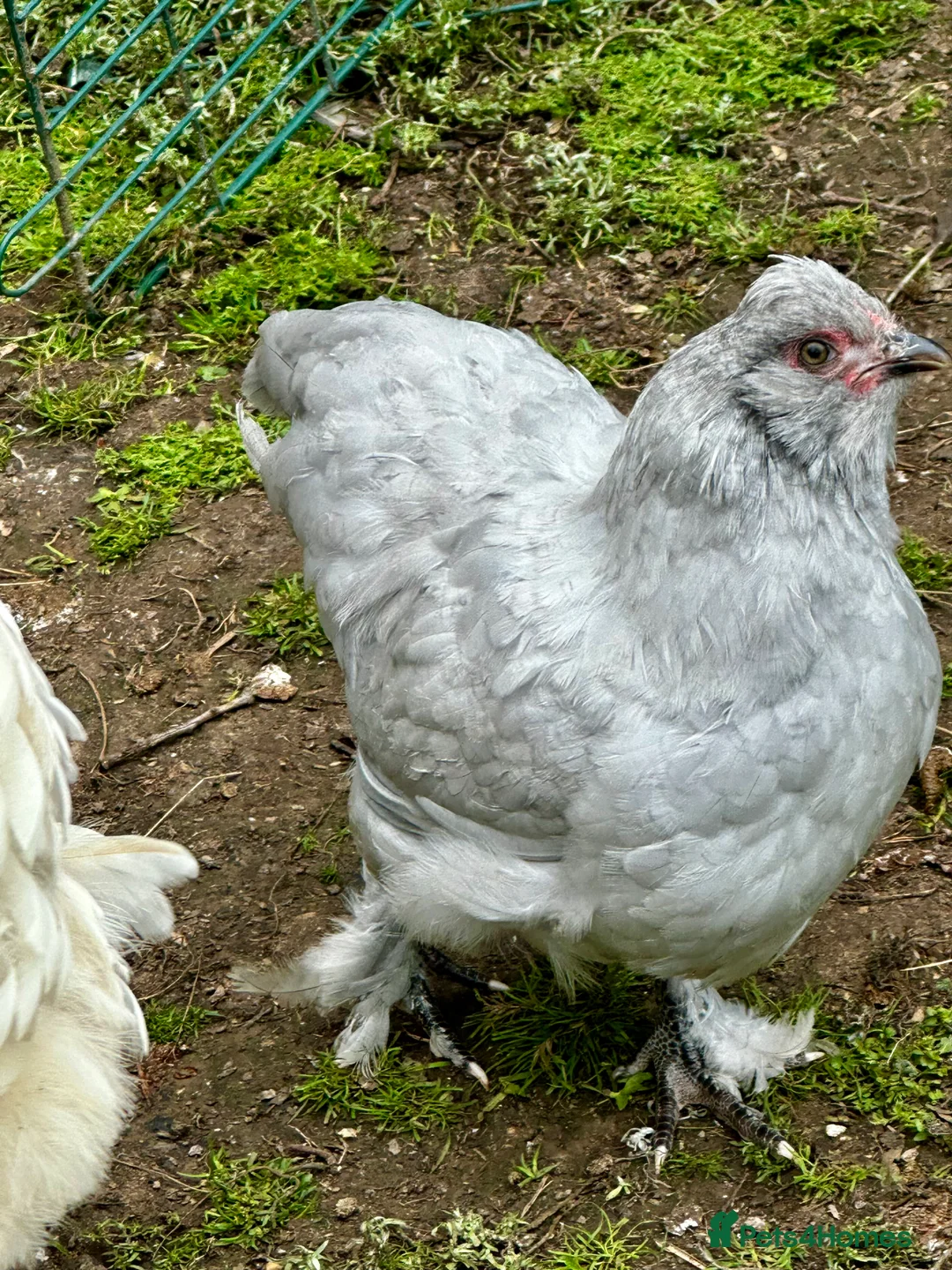 Chickens poultry for sale: Chicks, chickens and hatching eggs - Advert 17