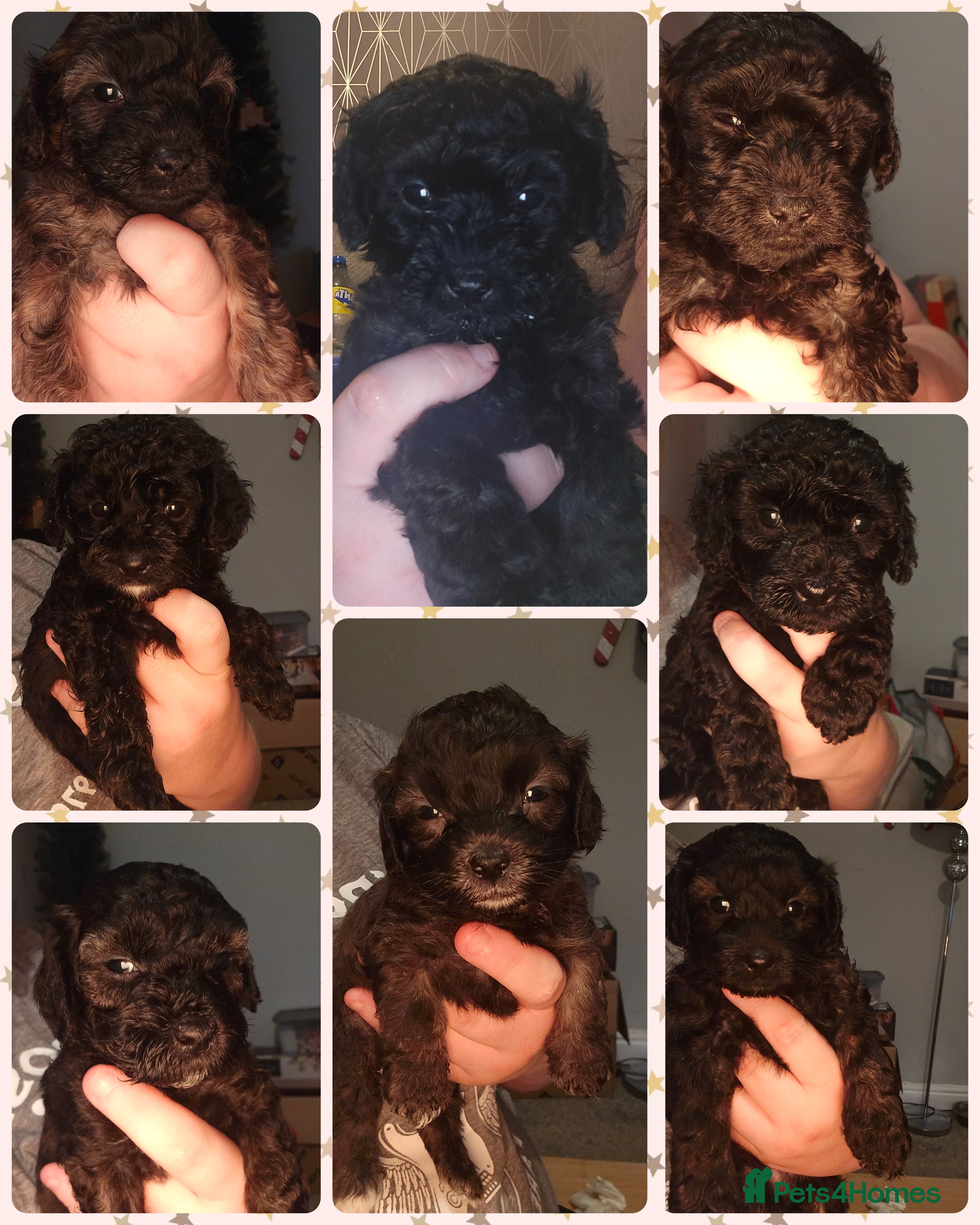 Shihpoo dogs 🐾Cute, Confident &amp; Cuddly Shihpoo Puppies🐾 - Advert 9