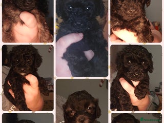 Shihpoo dogs 🐾Cute, Confident & Cuddly Shihpoo Puppies🐾 - Advert 7