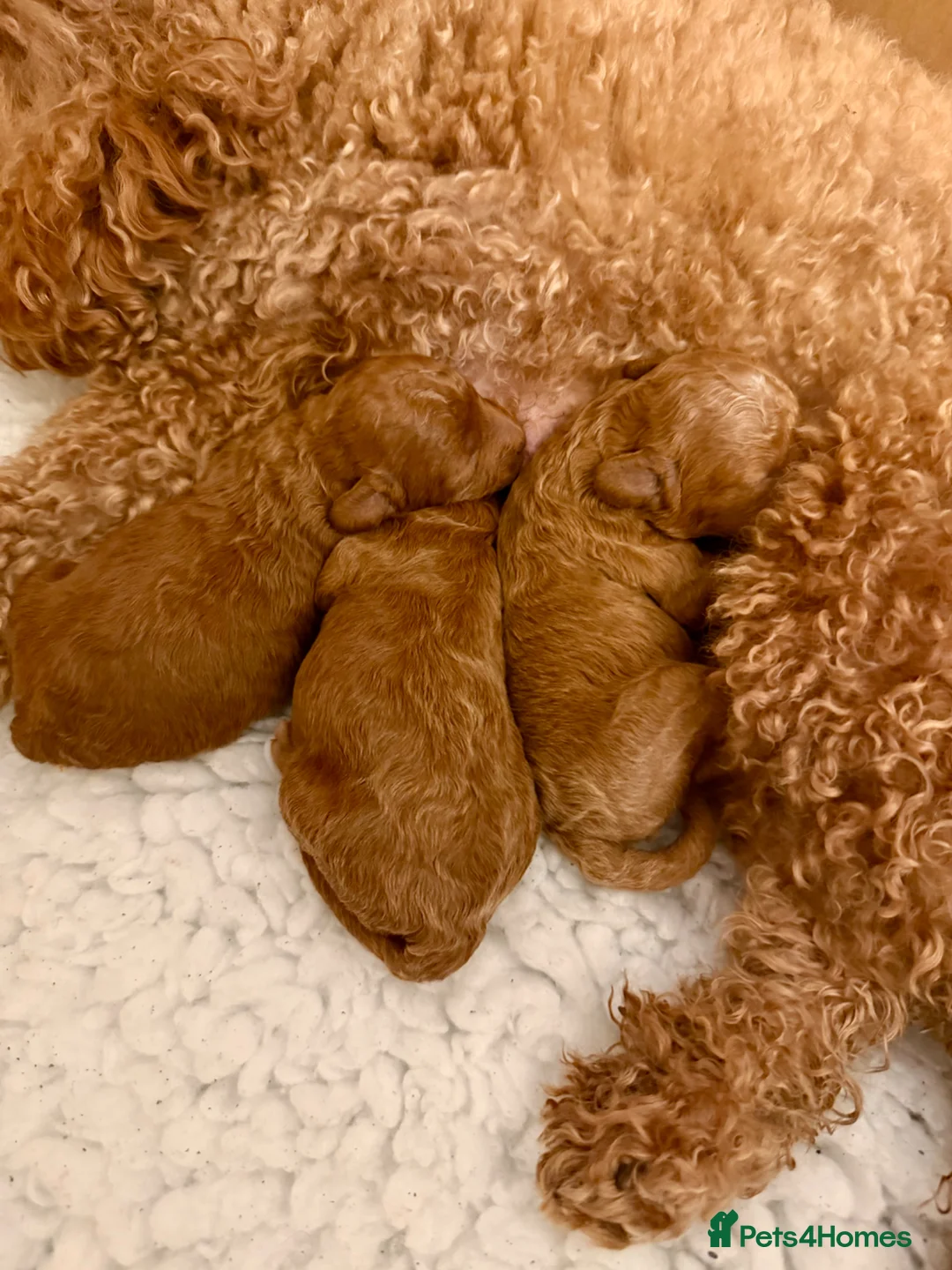 Toy Poodle dogs for sale: Outstanding KC toy poodles 🐩  - Advert 2