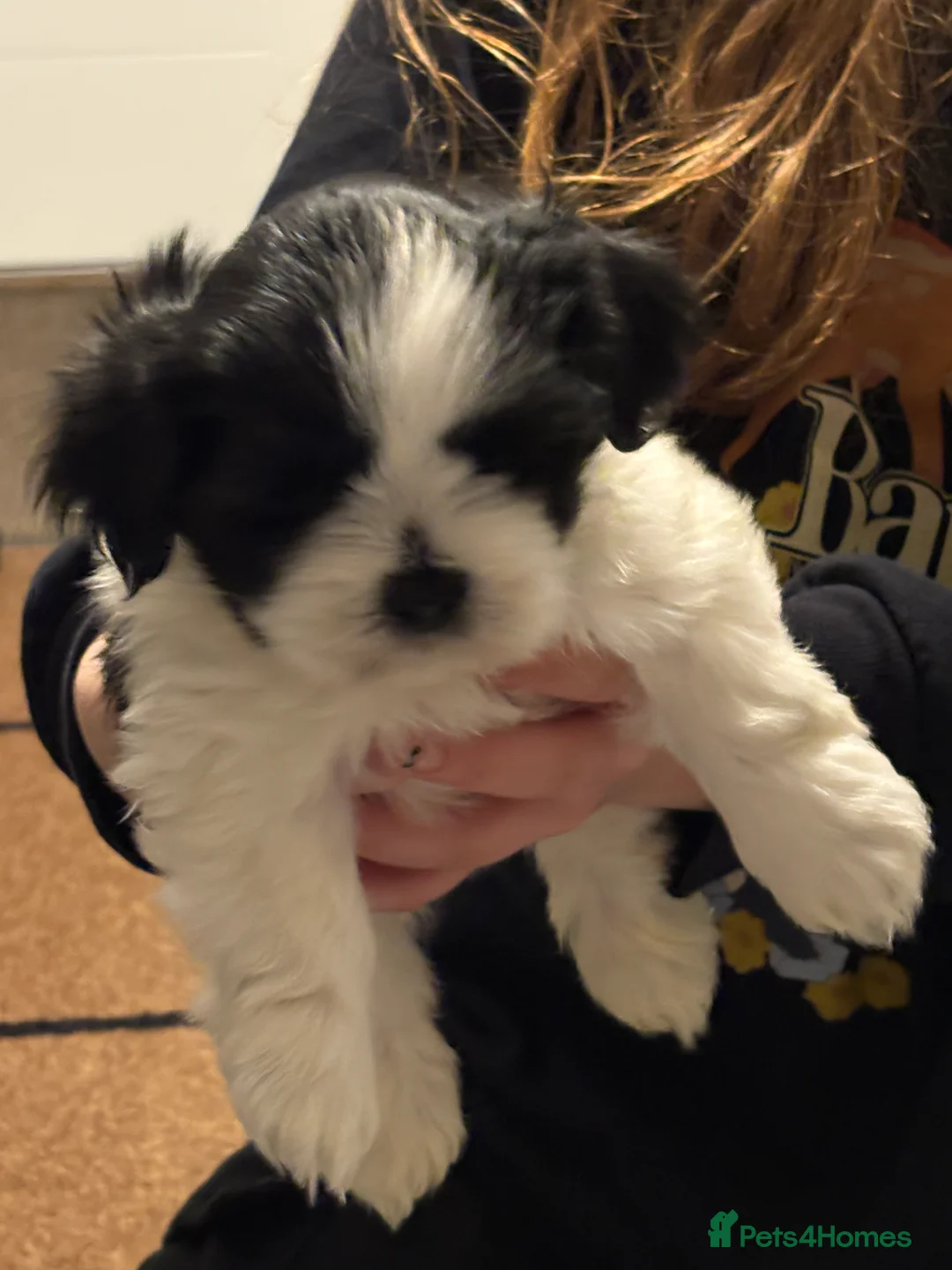 Lhasa Apso dogs for stud: KC registered PRA4 clear Lhasa apso for stud in Northampton - Advert 13