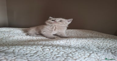 British Shorthair cats in Swadlincote - Advert 12
