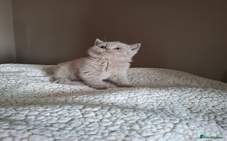 British Shorthair cats in Swadlincote - Advert 14
