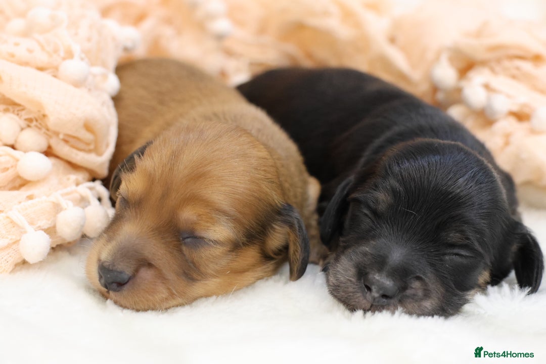 Miniature Dachshund dogs for sale: KC Miniature Dachshund Longhair Puppies - Advert 4